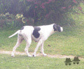 Pedigree VICKIE DU MOULIN RAGET Pedigree VICKIE DU MOULIN RAGET